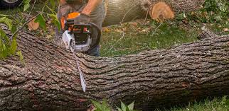 Best Hazardous Tree Removal  in Goodyear, AZ