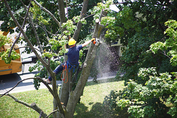 Goodyear, AZ Tree Removal Services Company